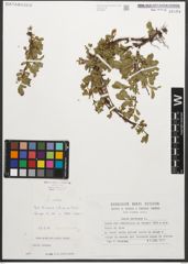 Foto von Salix retusa L.